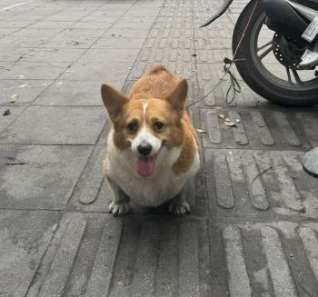 Phát hiện Chó lạc tại Hà Nội -  Chó Corgi Đực, màu Trắng - Vàng