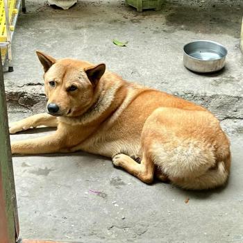 Tìm Chó lạc tại Thái Nguyên -  Chó Mông cộc Đực, màu Vàng