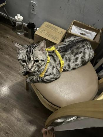 Tìm Mèo lạc tại TP Hồ Chí Minh -  Mèo Taby Đực, màu Đen - Trắng (Bò sữa)