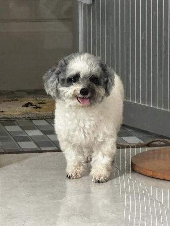 Tìm Chó lạc tại Bến Tre -  Chó Poodle Đực, màu Đen - Trắng (Bò sữa)