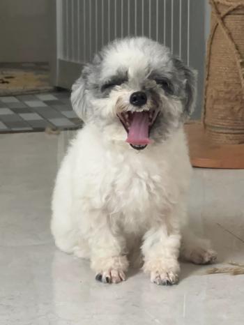 Tìm Chó lạc tại Bến Tre -  Chó Poodle Đực, màu Đen - Trắng (Bò sữa)