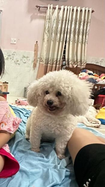 Tìm Chó lạc tại TP Hồ Chí Minh -  Chó Poodle Đực, màu Trắng
