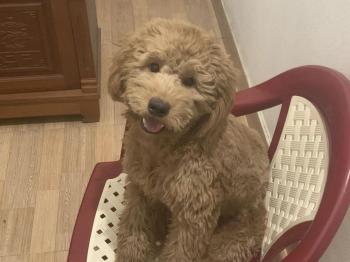 Tìm Chó lạc tại Hải Dương -  Chó Poodle Đực, màu Nâu đất