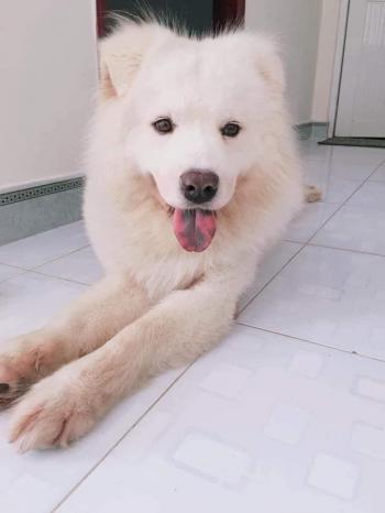 Tìm Chó lạc tại Bà Rịa - Vũng Tàu -  Chó Samoyed Đực, màu Trắng