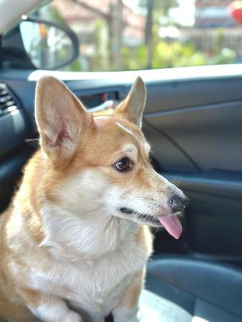 Tìm Chó lạc tại TP Hồ Chí Minh -  Chó Corgi Đực, màu Vàng