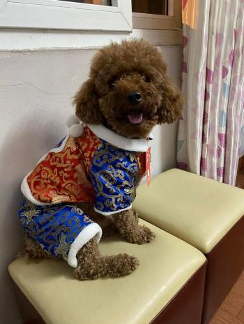 Tìm Chó lạc tại Hà Nội -  Chó Poodle Đực, màu Nâu đỏ