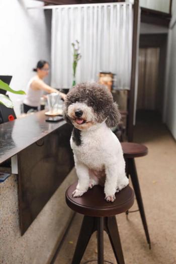 Tìm Chó lạc tại Khánh Hòa -  Chó Poodle Đực, màu Đen - Trắng (Bò sữa)