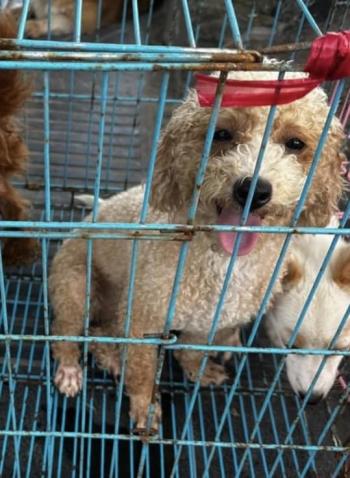 Tìm Chó lạc tại Hà Nội -  Chó Poodle Đực, màu Nâu đất