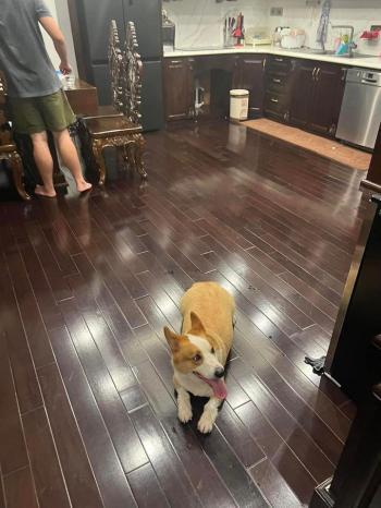 Phát hiện Chó lạc tại Hà Nội -  Chó Corgi Cái, màu Vàng