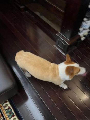 Phát hiện Chó lạc tại Hà Nội -  Chó Corgi Cái, màu Vàng