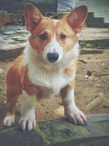 Tìm Chó lạc tại Thái Bình -  Chó Corgi Cái, màu Nâu đất