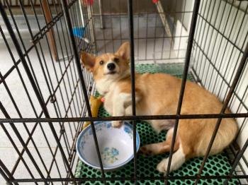 Tìm Chó lạc tại Thái Bình -  Chó Corgi Cái, màu Nâu đất