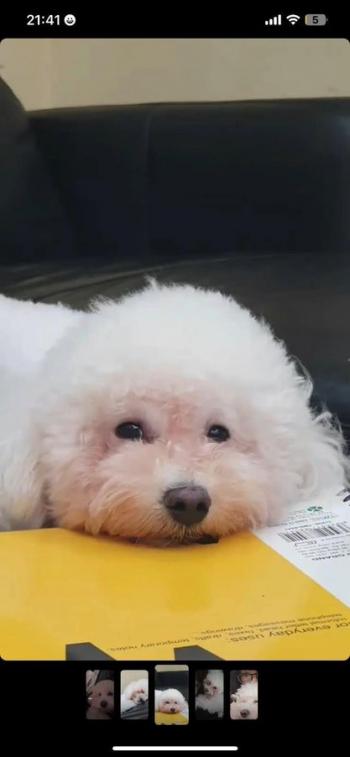 Tìm Chó lạc tại Hà Nội -  Chó Poodle Đực, màu Trắng