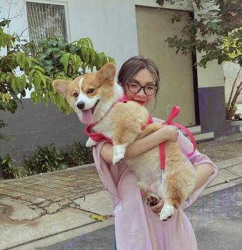 Tìm Chó lạc tại TP Hồ Chí Minh -  Chó Corgi Đực, màu Vàng