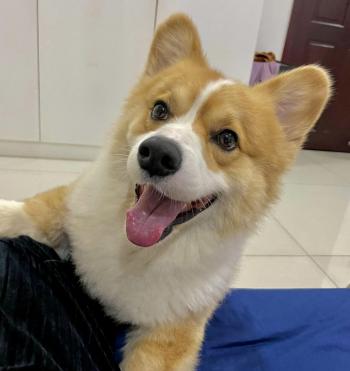 Tìm Chó lạc tại TP Hồ Chí Minh -  Chó Corgi Đực, màu Vàng