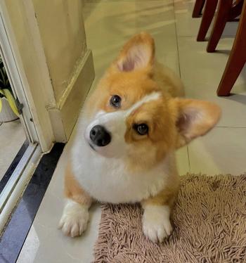 Tìm Chó lạc tại TP Hồ Chí Minh -  Chó Corgi Đực, màu Vàng