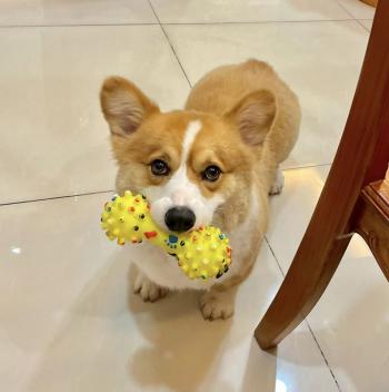 Tìm Chó lạc tại TP Hồ Chí Minh -  Chó Corgi Đực, màu Vàng