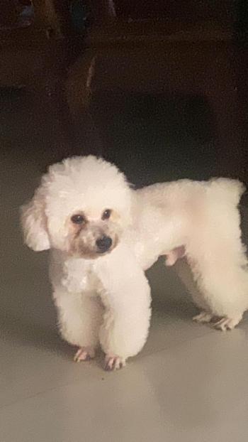 Tìm Chó lạc tại Đồng Tháp -  Chó Poodle Đực, màu Trắng