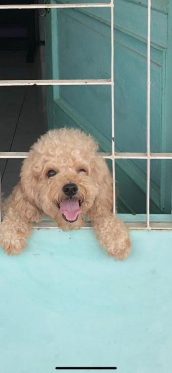 Tìm Chó lạc tại TP Hồ Chí Minh -  Chó Poodle Đực, màu Vàng