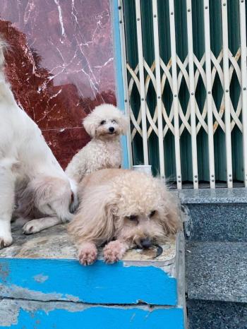 Tìm Chó lạc tại Hà Nội -  Chó Poodle Đực, màu Kem (Vàng mơ)