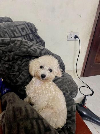 Tìm Chó lạc tại Hà Nội -  Chó Poodle Đực, màu Kem (Vàng mơ)