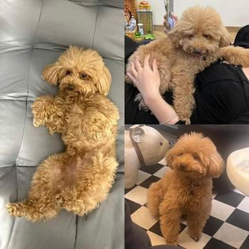 Tìm Chó lạc tại Hà Nội -  Chó Poodle Đực, màu Nâu đất