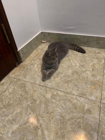 Tìm Mèo lạc tại Hà Nội -  Mèo Anh Đực, màu Xám
