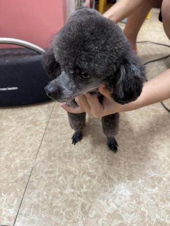 Tìm Chó lạc tại Hà Nội -  Chó Poodle Đực, màu Đen