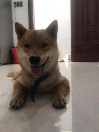 Tìm Chó lạc tại Hà Nội -  Chó Shiba Inu Đực, màu Vàng