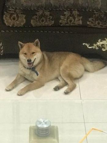 Tìm Chó lạc tại Hà Nội -  Chó Shiba Inu Đực, màu Vàng