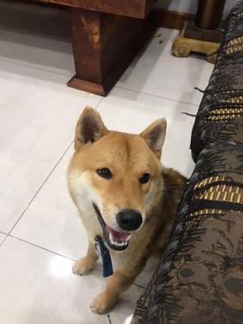 Tìm Chó lạc tại Hà Nội -  Chó Shiba Inu Đực, màu Vàng