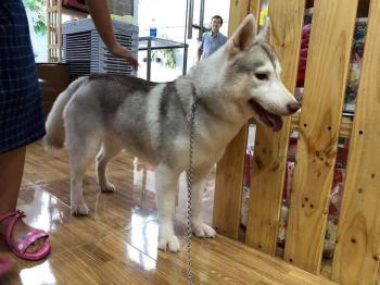 Tìm Chó lạc tại Sóc Trăng -  Chó Husky Đực, màu Xám