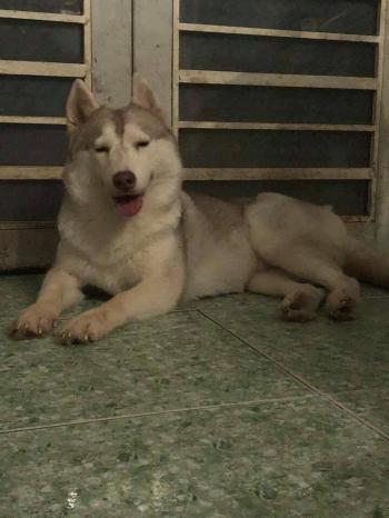 Tìm Chó lạc tại Sóc Trăng -  Chó Husky Đực, màu Xám