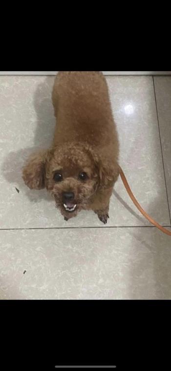 Tìm Chó lạc tại Hà Nội -  Chó Poodle Đực, màu Nâu đỏ