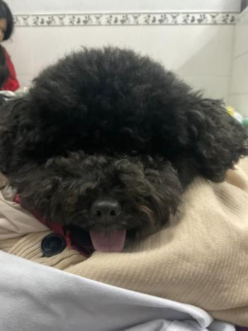 Tìm Chó lạc tại TP Hồ Chí Minh -  Chó Poodle Đực, màu Đen