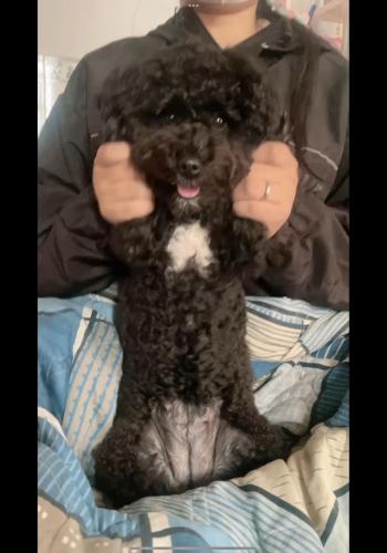 Tìm Chó lạc tại TP Hồ Chí Minh -  Chó Poodle Đực, màu Đen