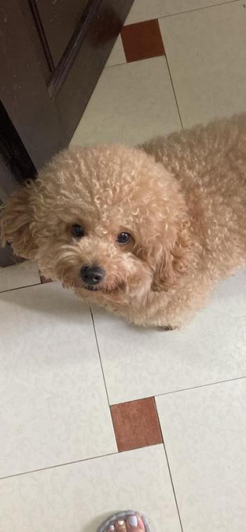 Tìm Chó lạc tại Hà Nội -  Chó Poodle Đực, màu Vàng