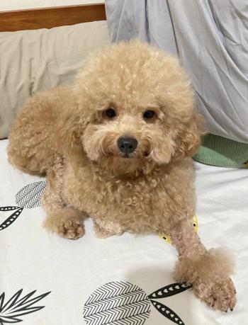 Tìm Chó lạc tại Hà Nội -  Chó Poodle Đực, màu Vàng