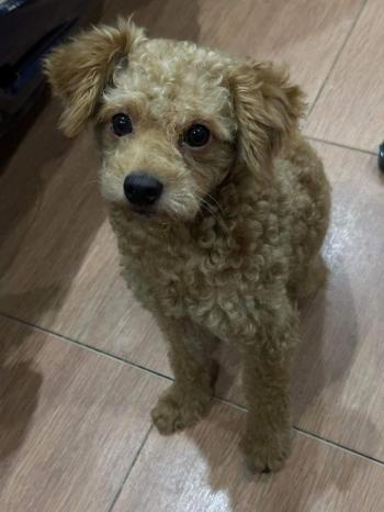 Tìm Chó lạc tại Hà Nội -  Chó Poodle Đực, màu Vàng