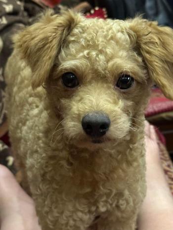 Tìm Chó lạc tại Hà Nội -  Chó Poodle Đực, màu Vàng