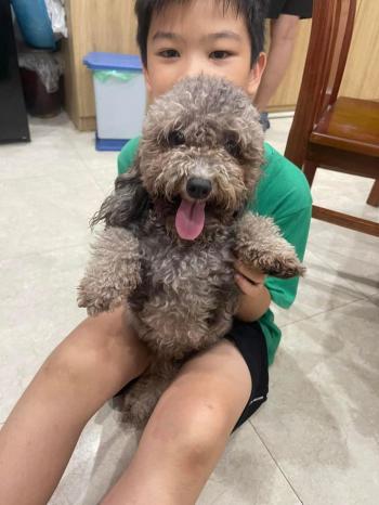 Tìm Chó lạc tại Hà Nội -  Chó Poodle Đực, màu Xám