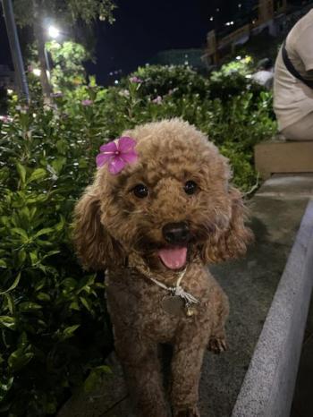 Tìm Chó lạc tại TP Hồ Chí Minh -  Chó Poodle Đực, màu Nâu đất