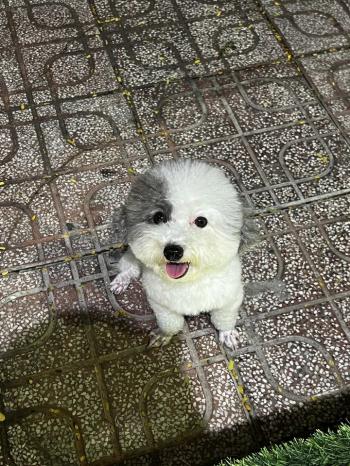 Tìm Chó lạc tại TP Hồ Chí Minh -  Chó Poodle Đực, màu Đen - Trắng (Bò sữa)