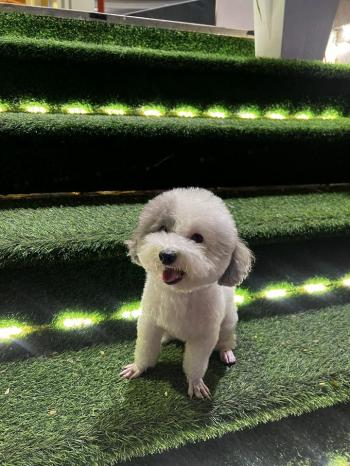 Tìm Chó lạc tại TP Hồ Chí Minh -  Chó Poodle Đực, màu Đen - Trắng (Bò sữa)