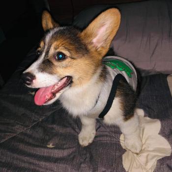 Tìm Chó lạc tại TP Hồ Chí Minh -  Chó Corgi Đực, màu Đen - Trắng (Bò sữa)