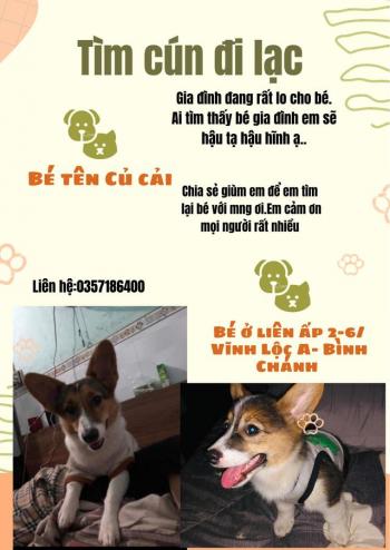 Tìm Chó lạc tại TP Hồ Chí Minh -  Chó Corgi Đực, màu Đen - Trắng (Bò sữa)