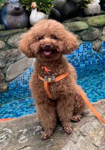 Tìm Chó lạc tại TP Hồ Chí Minh -  Chó Poodle Đực, màu Nâu đất