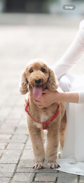 Tìm Chó lạc tại Hà Nội -  Chó Poodle Đực, màu Nâu đất