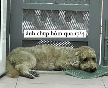 Tìm Chó lạc tại Hà Nội -  Chó Poodle Đực, màu Nâu đất