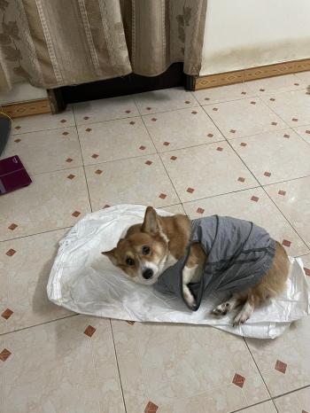 Tìm Chó lạc tại Hà Nội -  Chó Corgi Đực, màu Trắng - Vàng